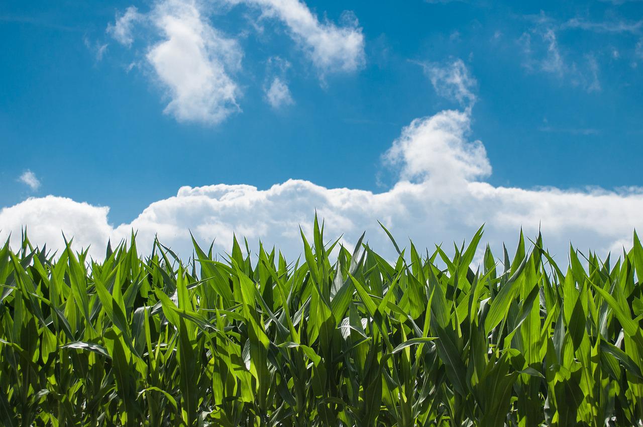 Productos Agrícolas